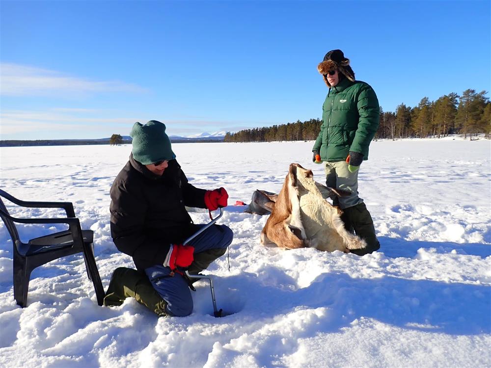 Klikk for stort bilde