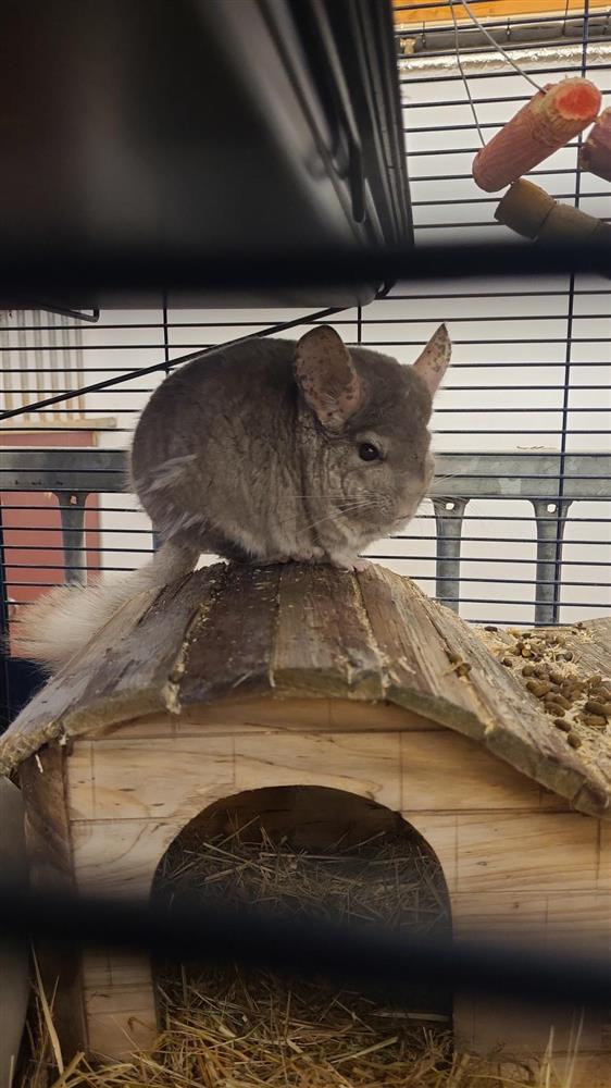 Klikk for stort bilde