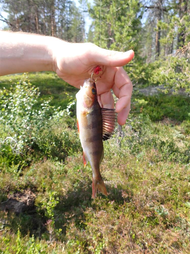 Klikk for stort bilde