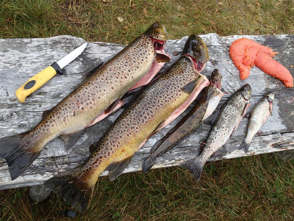 Klikk for stort bilde