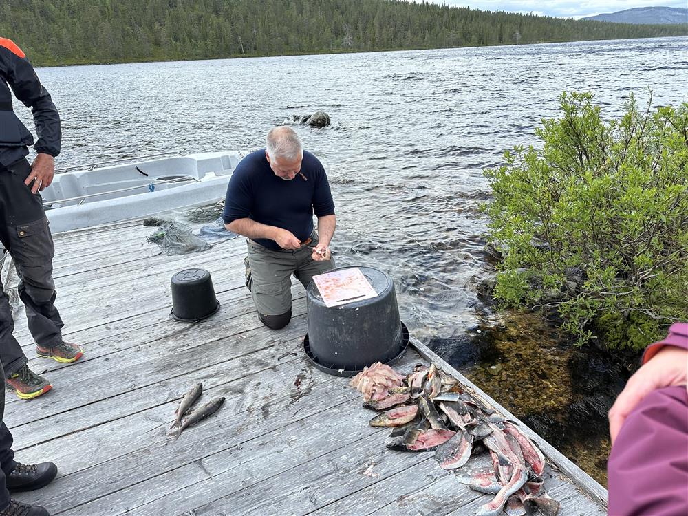 Klikk for stort bilde