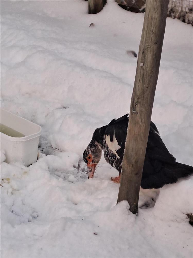 Klikk for stort bilde