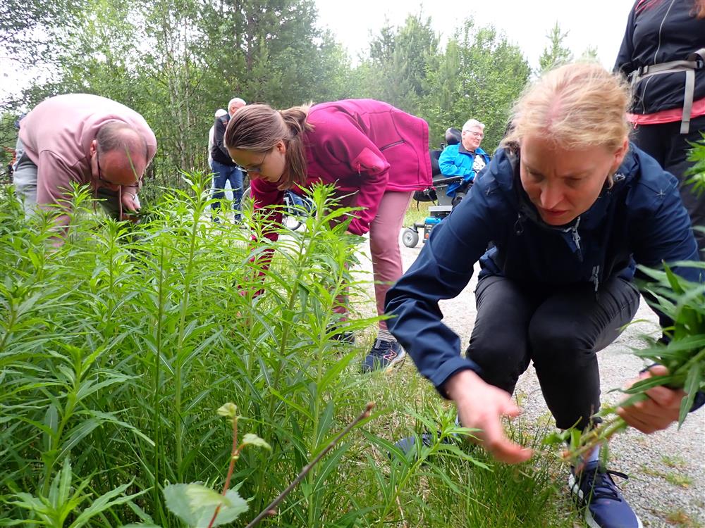 Klikk for stort bilde