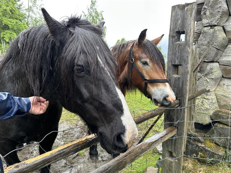 Klikk for stort bilde