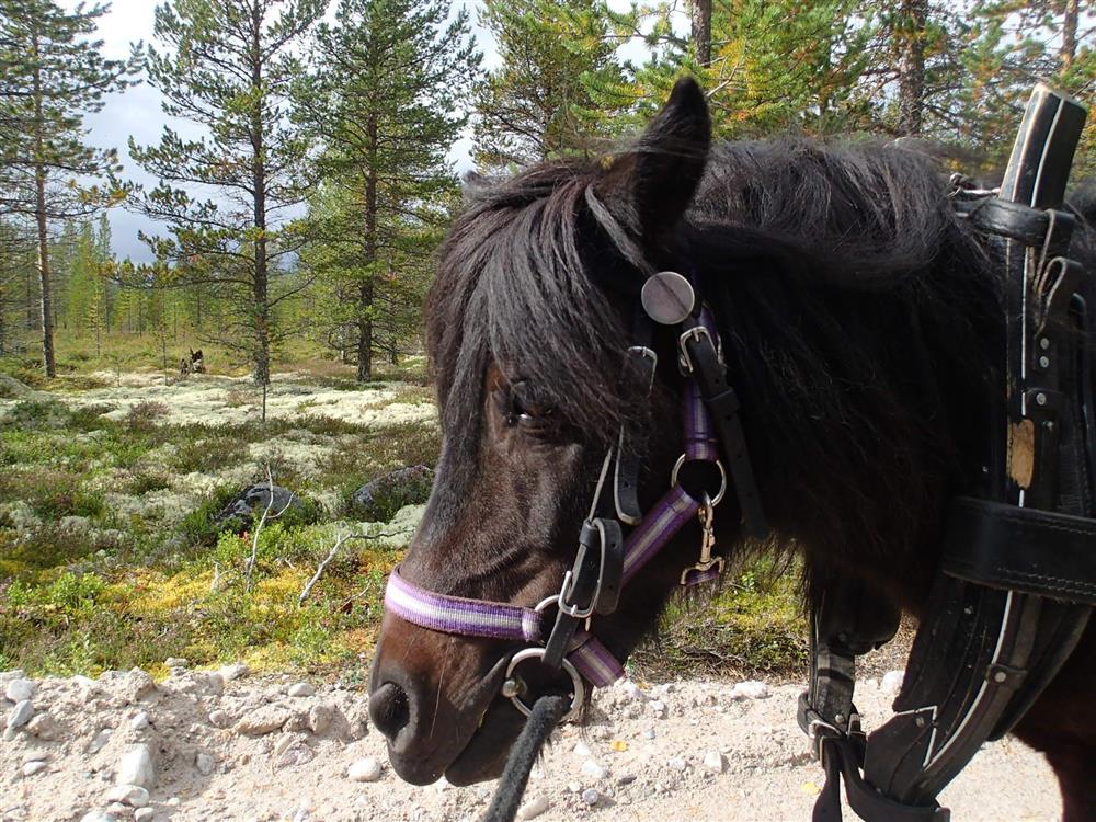 Klikk for stort bilde