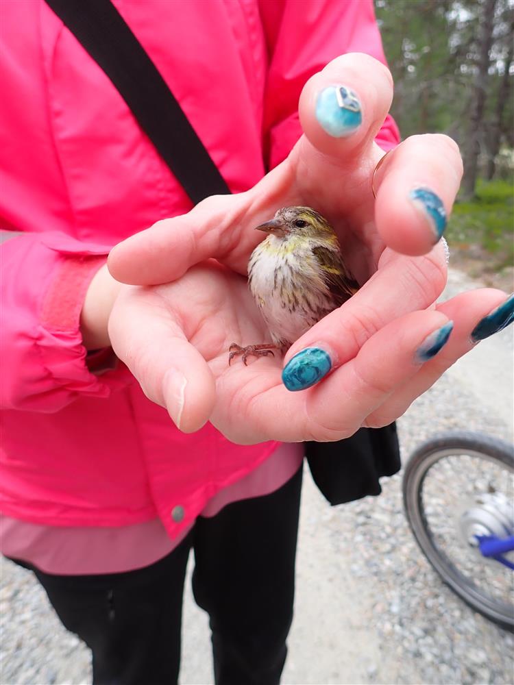 Klikk for stort bilde