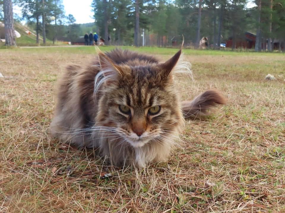 Klikk for stort bilde