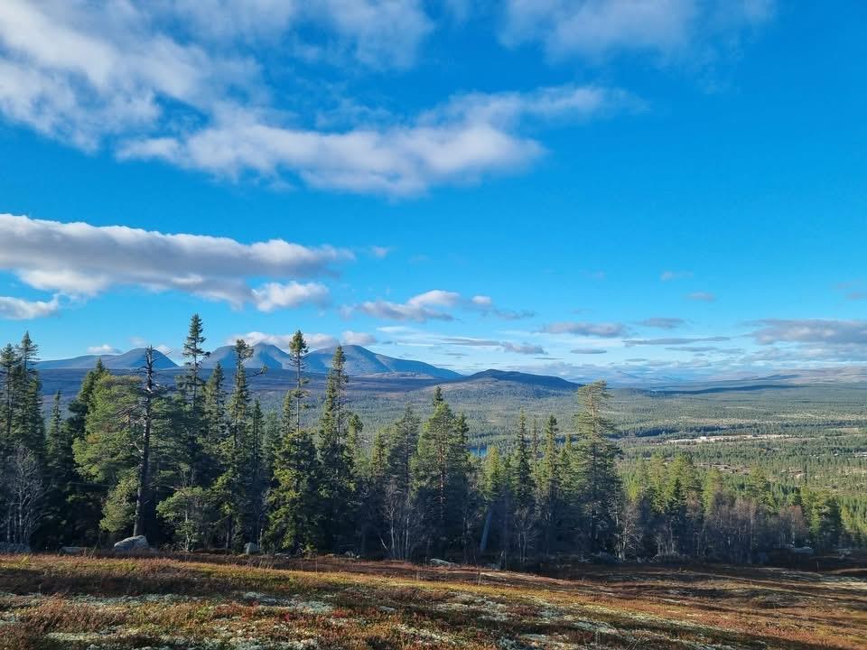 Klikk for stort bilde