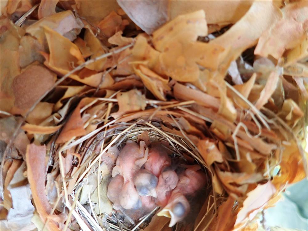 Klikk for stort bilde