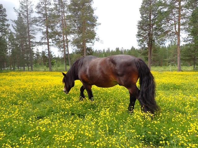 Klikk for stort bilde