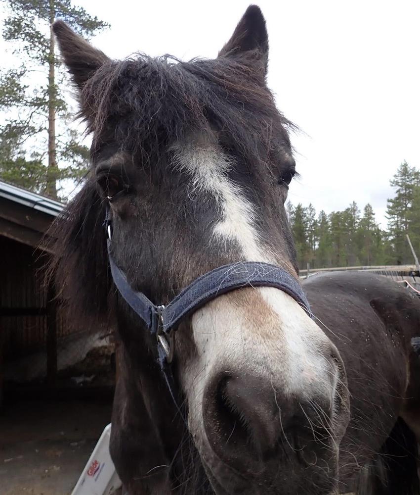 Klikk for stort bilde