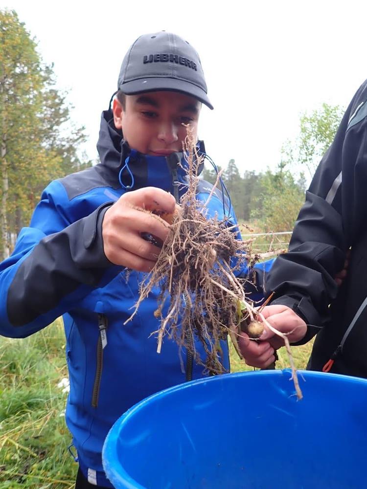 Klikk for stort bilde