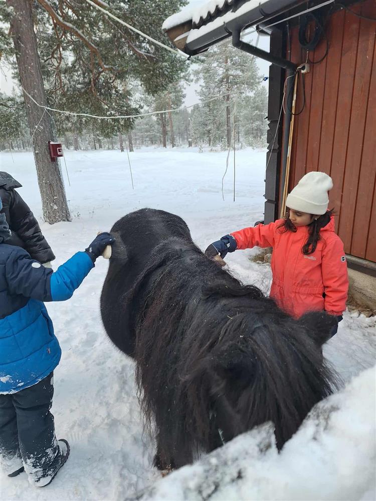 Klikk for stort bilde