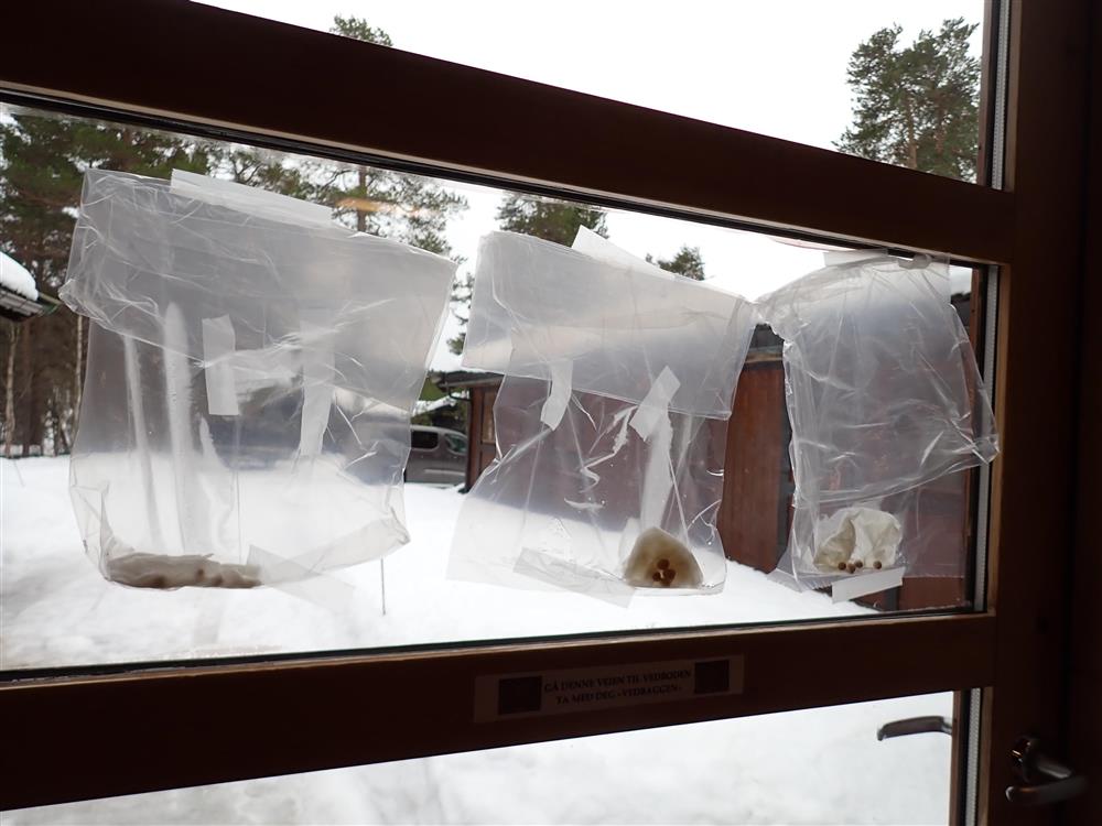 Klikk for stort bilde