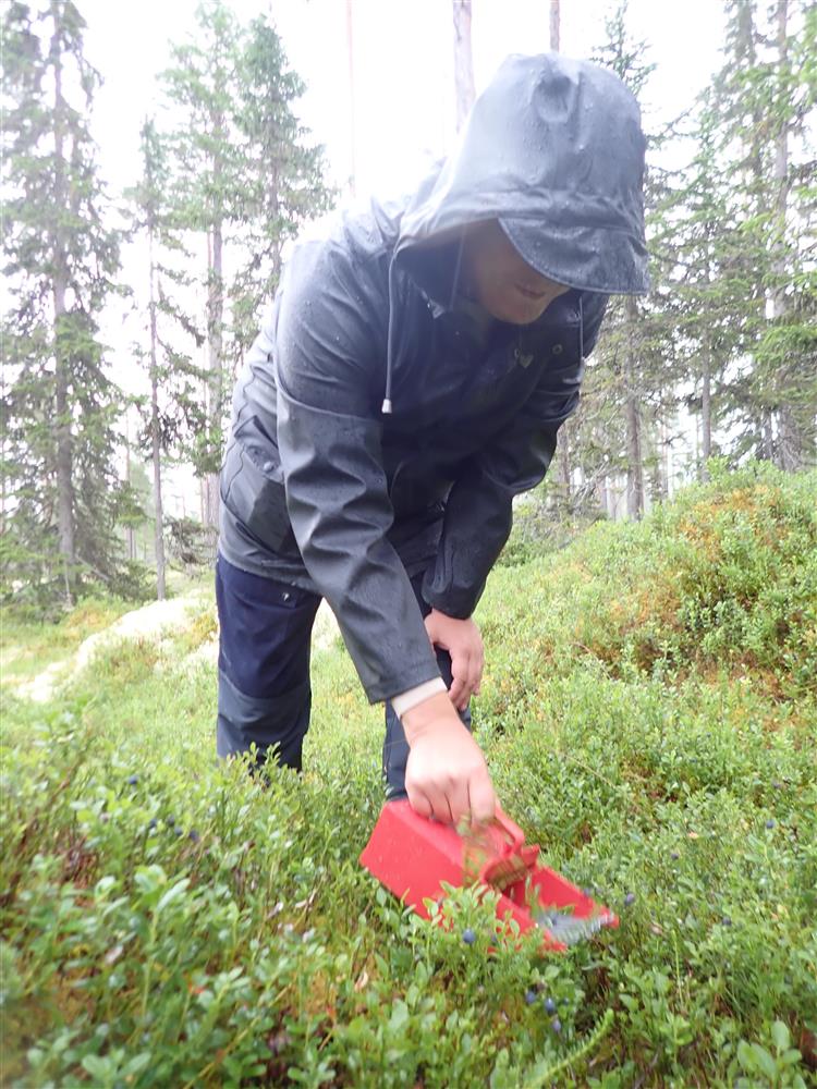 Klikk for stort bilde